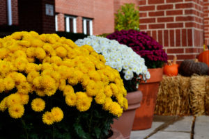 flower curb appeal