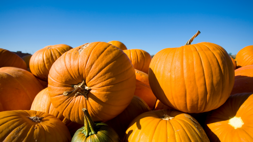 stacked pumpkins up close with clear blue skies in the background