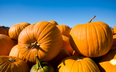 Best Pumpkin Patches Near DC