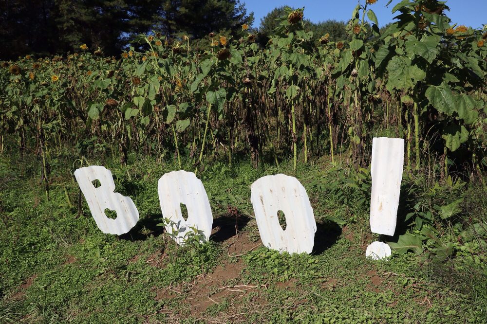 boo sign near a field of sunflowers at Queen Anne Farm