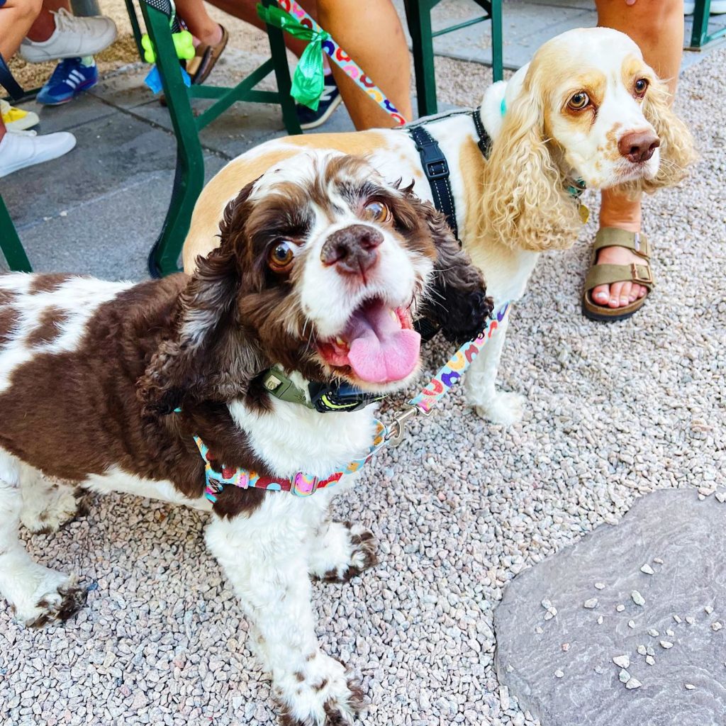 Two gorgeous Cocker Spaniels, one loving the camera while the other is over it, at Dacha's Beer Garden - Navy Yard. 