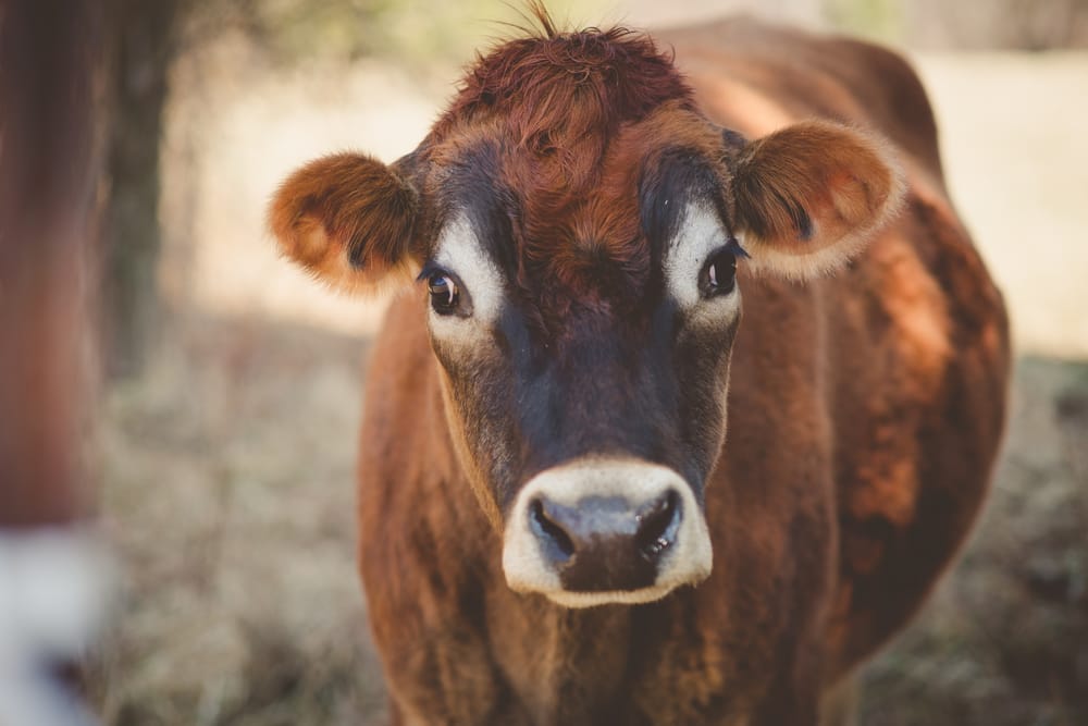 close up shot of a cow