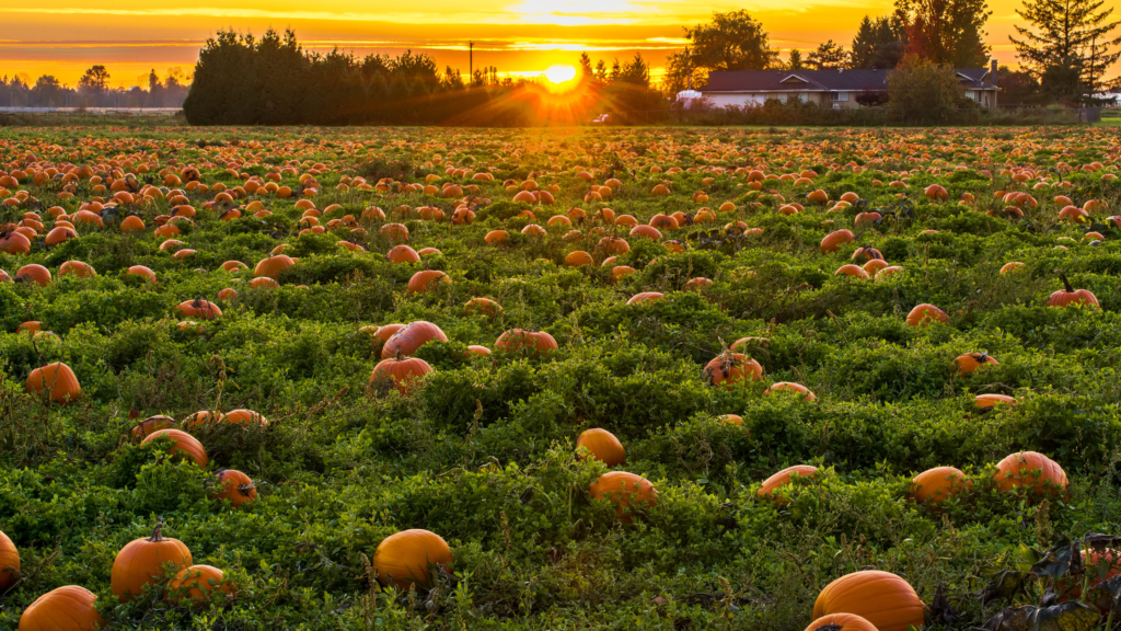 dmv pumpkin patch