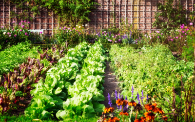 5 Best Vegetables to Plant in Spring