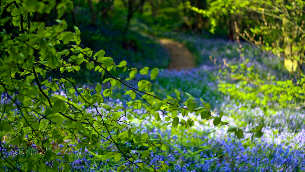 Bluebell flowers in VA