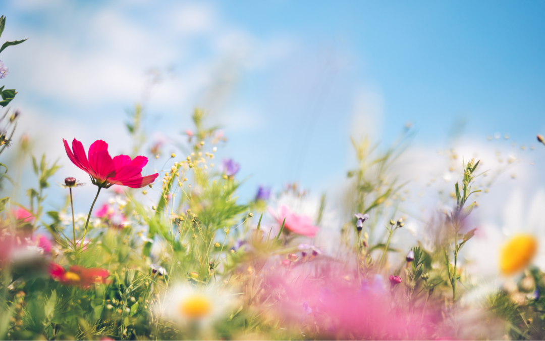 Blooming Festivities: Virginia’s Top Spring Celebrations