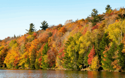 Peak Fall Foliage Around DC: Top Hikes, Drives & Events