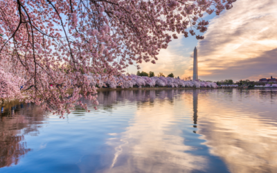 Cherry Blossoms 2026: Best Places to See Peak Bloom March 29 – April 1