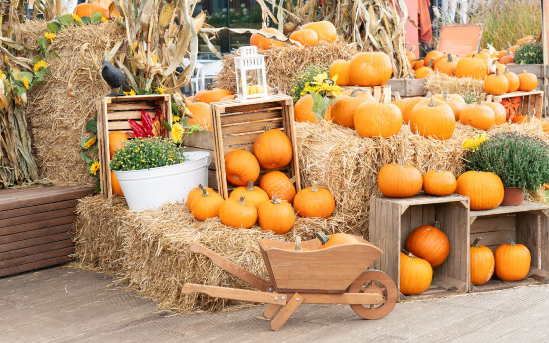 Pumpkin Patch Passport: 10 Must-Visit Fall Farms Around the DMV